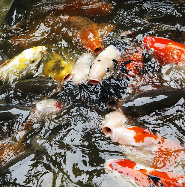 Koi pictured at the famous Miyajima shrine in Hiroshima prefecture. Koi carp can be found all over Japan, especially at famous shrines and temples.